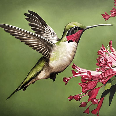 becky_west-hummingbird_400x400 Becky West - Hummingbird